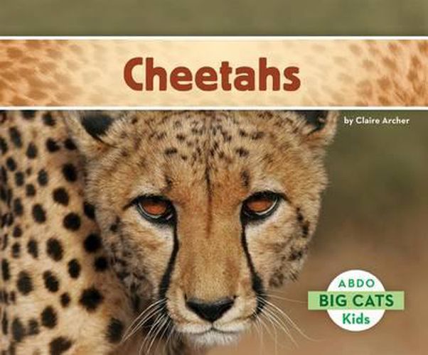 Cover image for Cheetahs