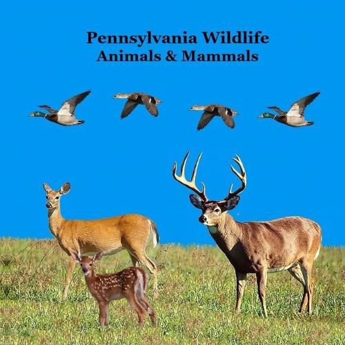 Cover image for Pennsylvania Animals and Mammals Kids Wildlife Book