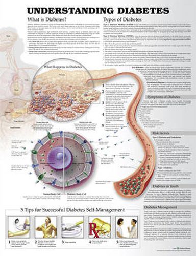 Cover image for Understanding Diabetes Anatomical Chart