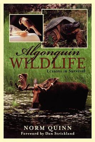 Algonquin Wildlife: Lessons in Survival