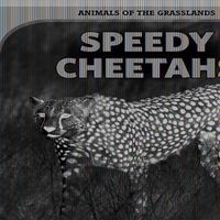 Cover image for Speedy Cheetahs