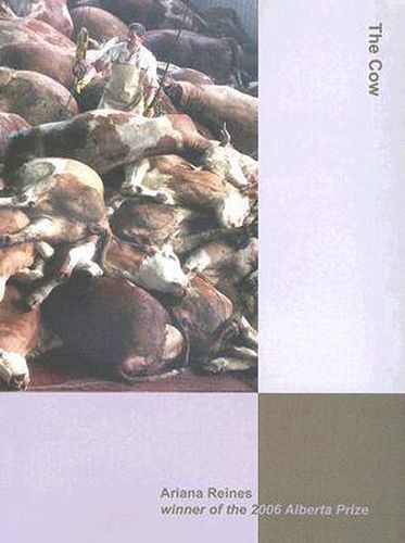 Cover image for The Cow