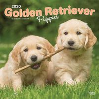 Cover image for Golden Retriever Puppies 2020 Square Wall Calendar