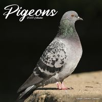 Cover image for Pigeons Calendar 2025 Square Birds Wall Calendar - 16 Month