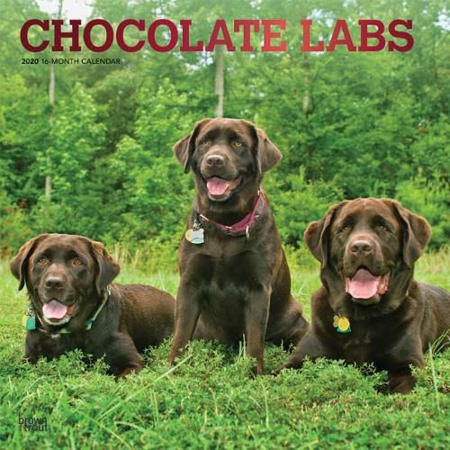 Labrador Retrievers, Chocolate 2020 Square Wall Calendar