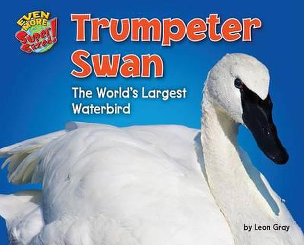 Cover image for Trumpeter Swan: The World's Largest Waterbird