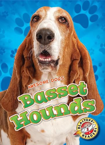 Basset Hounds