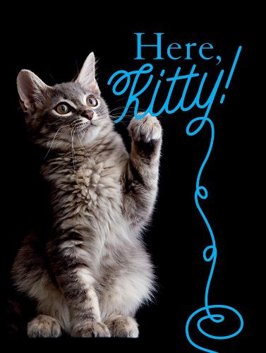 Cover image for Here, Kitty!