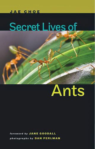 Cover image for Secret Lives of Ants