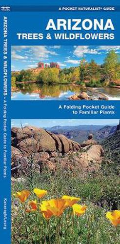 Cover image for Arizona Trees & Wildflowers: A Folding Pocket Guide to Familiar Species