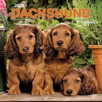 Cover image for Dachshund Puppies 2020 Square Wall Calendar