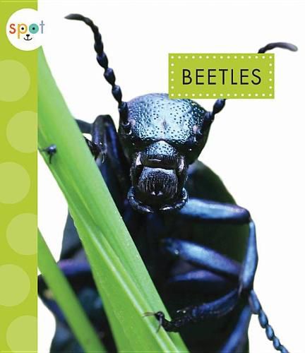 Cover image for Beetles