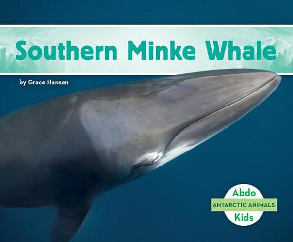 Cover image for Southern Minke Whale