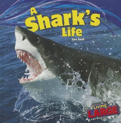 Cover image for A Shark's Life