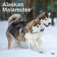 Cover image for Alaskan Malamutes 2020 Square Wall Calendar