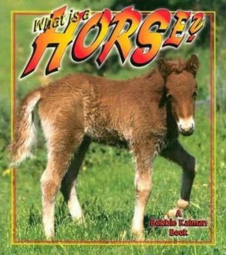 Cover image for What is a Horse?