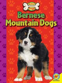 Cover image for Bernese Mountain Dogs