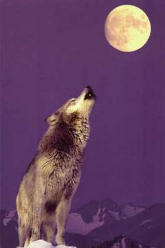 Cover image for Far Rider