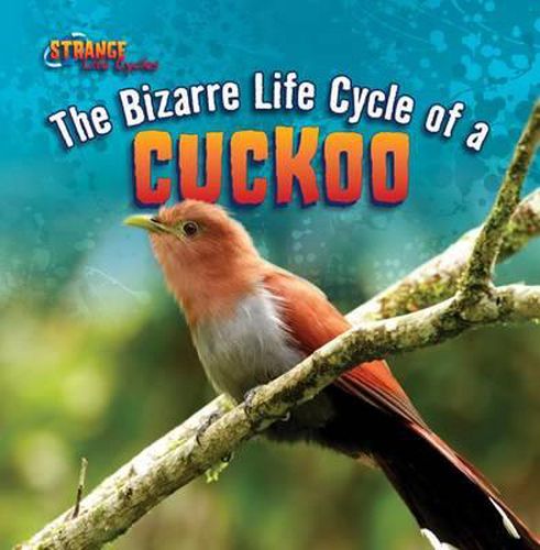 The Bizarre Life Cycle of a Cuckoo