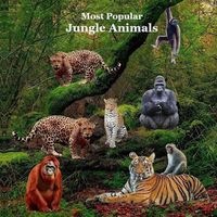 Cover image for Most Popular Jungle Animals Kids Book