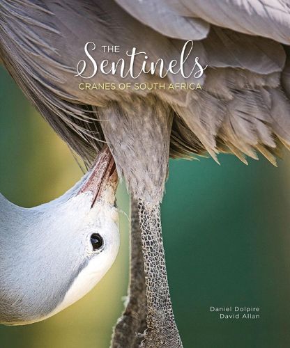 Cover image for The Sentinels: Cranes of South Africa