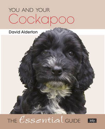 You and Your Cockapoo