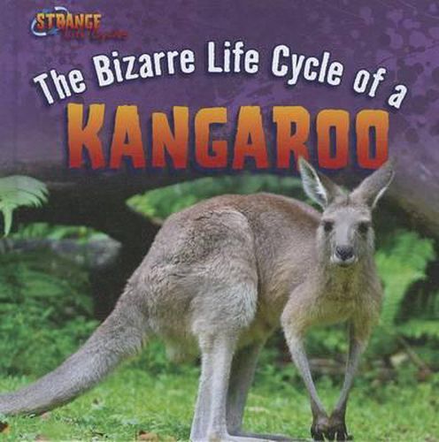 The Bizarre Life Cycle of a Kangaroo