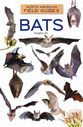 Cover image for Bats