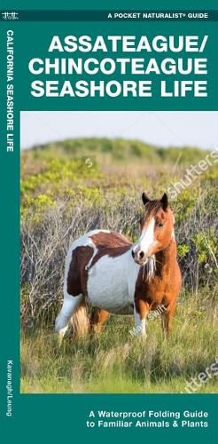 Cover image for Assateague/Chincoteague Seashore Life: A Waterproof Folding Guide to Familiar Animals & Plants