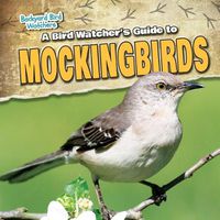 Cover image for A Bird Watcher's Guide to Mockingbirds