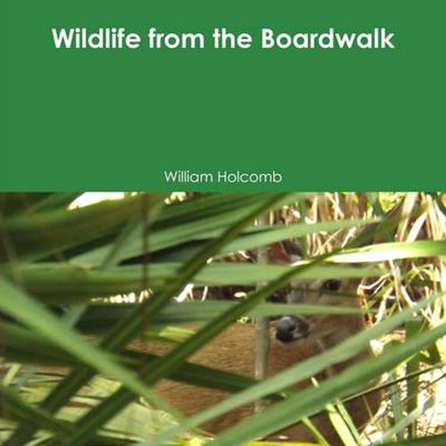 Cover image for Wildlife from the Boardwalk