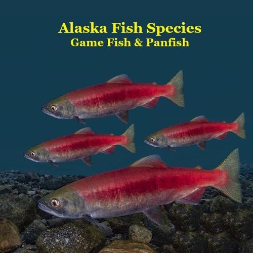 Cover image for Alaska Game Fish and Panfish Species Kids Book