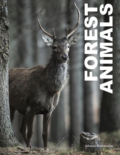 Cover image for Forest Animals