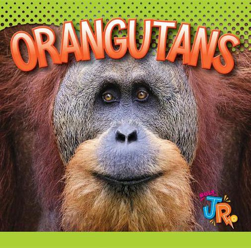 Cover image for Orangutans