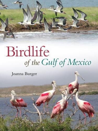 Cover image for Birdlife of the Gulf of Mexico