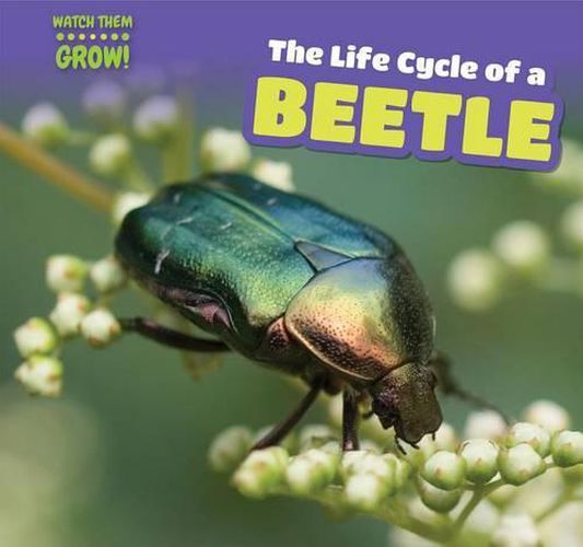 Cover image for The Life Cycle of a Beetle