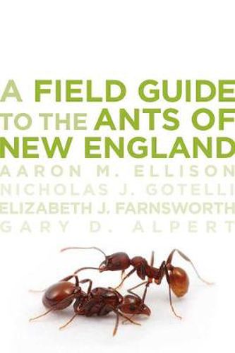 Cover image for A Field Guide to the Ants of New England