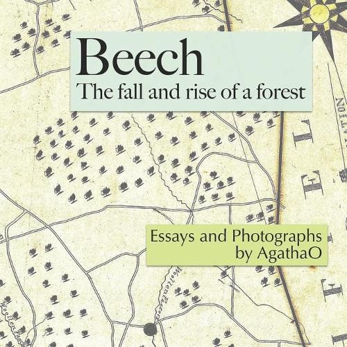 Cover image for Beech: The Fall and Rise of a Forest