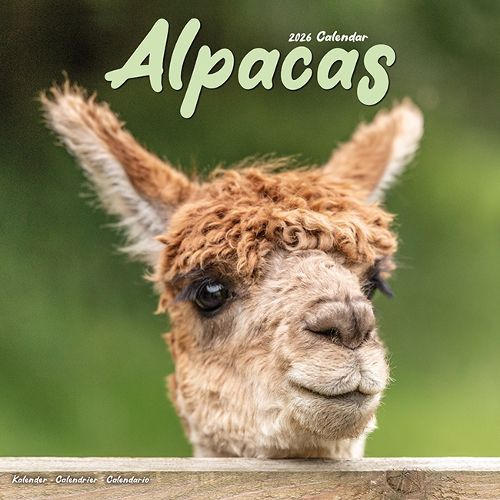 Cover image for Alpacas Calendar 2026 Square Animal Wall Calendar - 16 Month