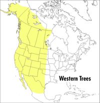 Cover image for Field Guide to Western Trees