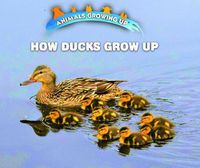 Cover image for How Ducks Grow Up