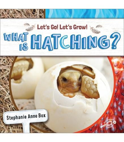 What Is Hatching?