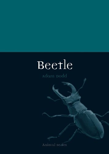 Cover image for Beetle