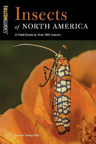 Cover image for Insects of North America: A Field Guide to Over 300 Insects