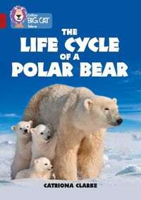 Cover image for The Life Cycle of a Polar Bear: Band 14/Ruby