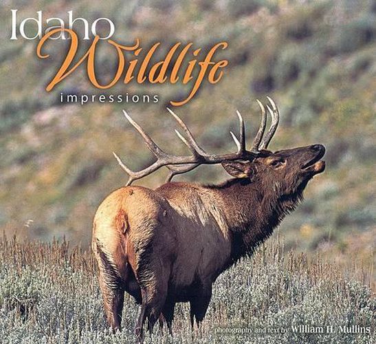 Cover image for Idaho Wildlife Impressions