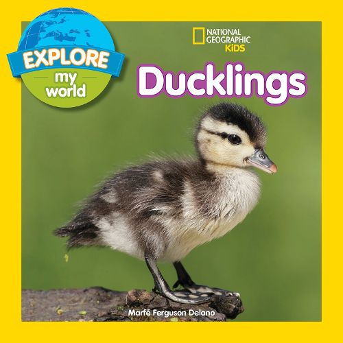 Cover image for Explore My World: Ducklings