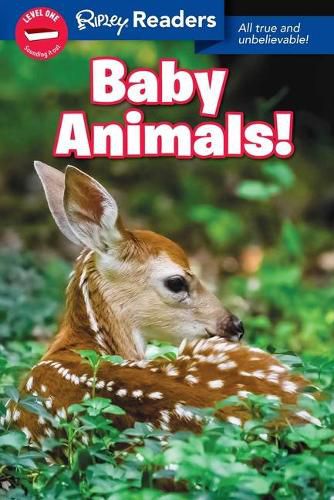 Cover image for Ripley Readers Level1 Baby Animals