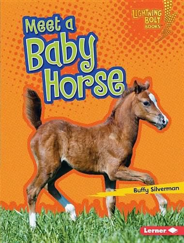 Cover image for Meet a Baby Horse