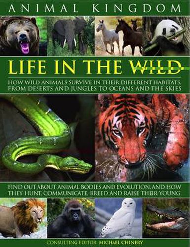 Cover image for Animal Kingdom